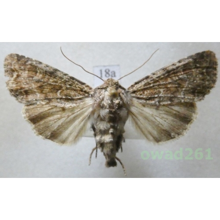 Apamea furva (Denis & Schiffermüller, 1775) Czech18a